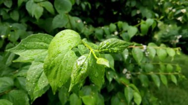 Parkta yağmurdan sonra su damlayan genç yeşil çalı dalı