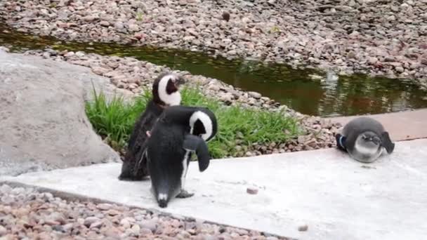 Fundo Desfocado Desfocado Pinguins Estão Limpar Penas — Vídeo de Stock