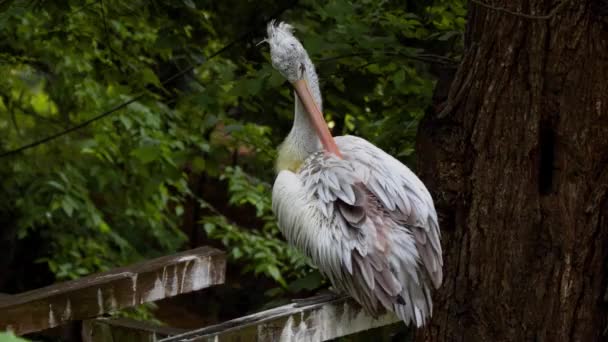 Pelicano Está Sentado Galho Limpando Penas — Vídeo de Stock