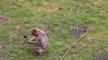 Bir maymun çimenlerde oturur ve yer.