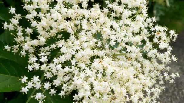 Close Blooming Fragrant Bush Garden — Stock Video