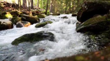 Küçük bir orman nehri yosun kaplı taşların üzerinden akıyor.