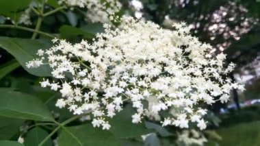 Parktaki güzel beyaz çalı