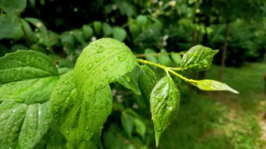 Parktaki yağmurdan sonra bir çalılığın yeşil dalına su damlıyor.