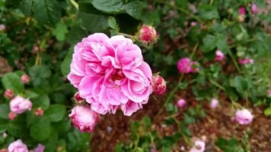 Bahçedeki çiçek açan bir gül goncasına yakından bak.