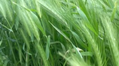 Kırsalda genç yeşil arpa kulakları. Genç yeni hasat