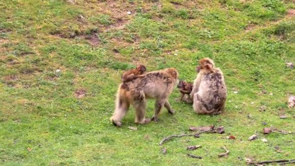 Close Pada Monyet Dengan Anaknya Rumput — Stok Video