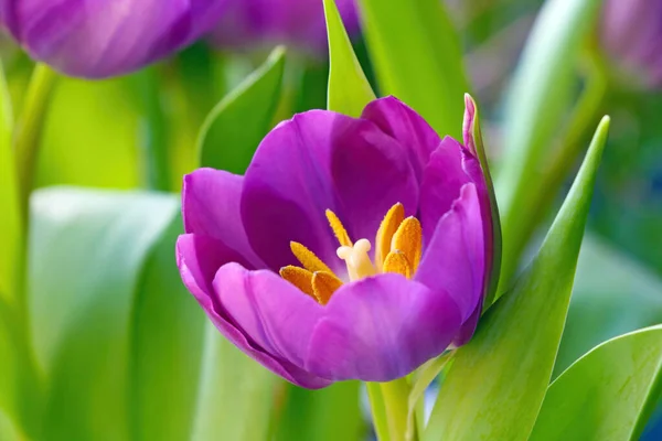 Gros Plan Sur Une Tulipe Violette Fleurs Dans Jardin — Photo