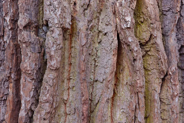 Primo Piano Tronco Albero Struttura Del Legno Sfondo — Foto Stock