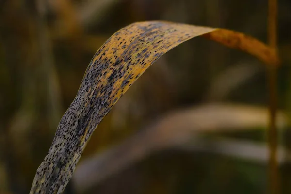 秋に湖に黄色の茎ブッシュ — ストック写真