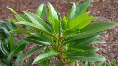 Parkta rüzgarda savrulan yeşil çalı