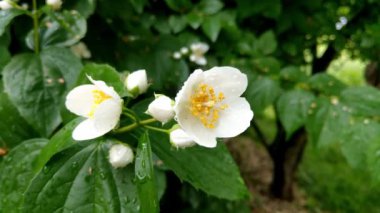 Yağmurdan sonra bahçedeki çiçekli yasemin manzarası