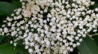 Yazın güzel beyaz çalı parktaydı.