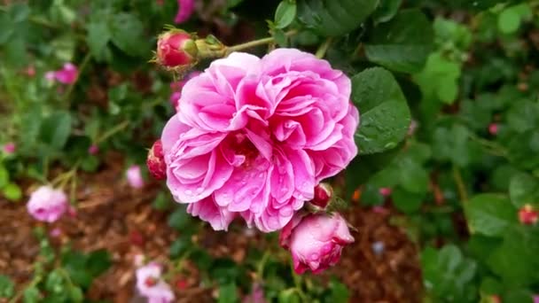 Gros Plan Rose Fleuri Dans Parc Après Pluie — Video