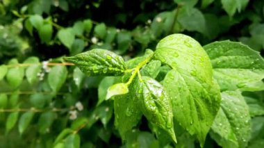 Bahçesinde yağmur damlaları olan yeşil bir dala yakın çekim