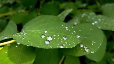 Rüzgarda süzülen yeşil bir dal.