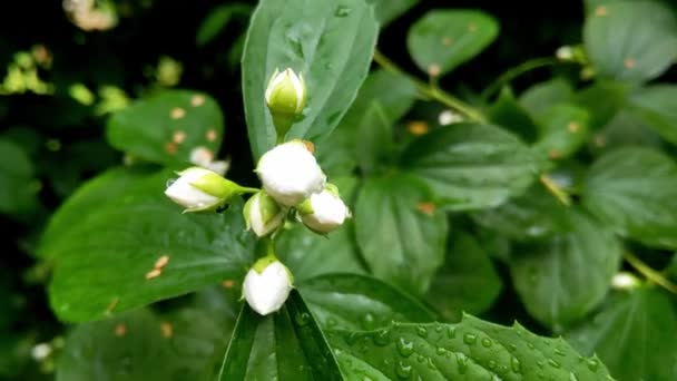 Young Green Branch Jasmine Bloom Garden — Stock Video