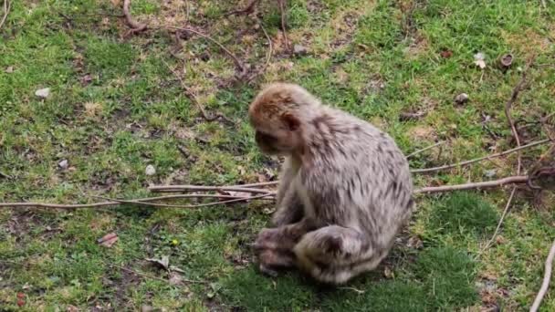 Singe Assoit Sur Sol Regarde Près — Video