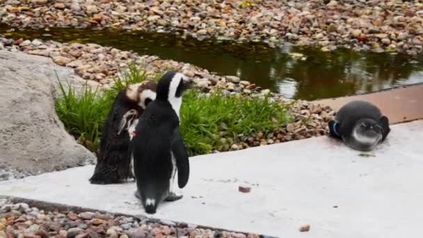 Närbild Pingviner Som Rengör Fjädrar Stranden — Stockvideo