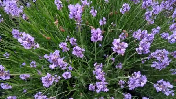 Ovanifrån Blommande Lavendel Ängen — Stockvideo