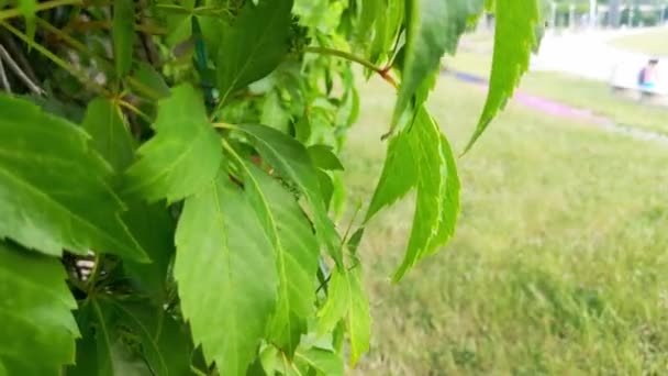 Beaux Jeunes Raisins Verts Moulés Dans Jardin — Video