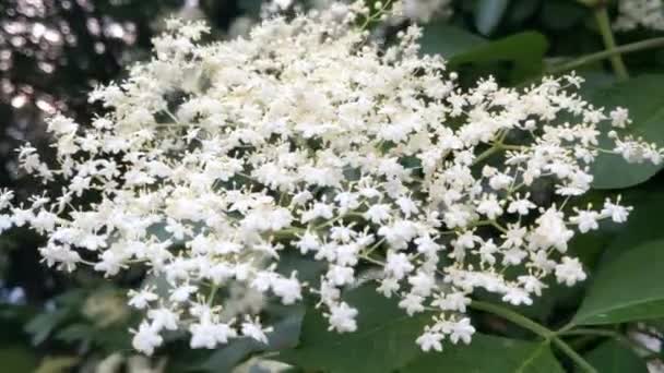 Piękny Kwitnący Biały Krzew Parku Lub Ogrodzie — Wideo stockowe