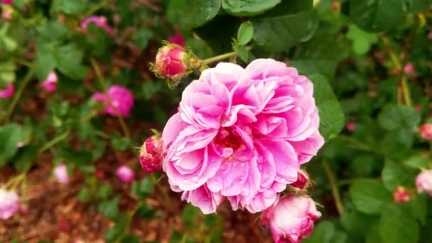 Bourgeon Rose Fleuri Parfumé Dans Jardin Avec Eau Kamlya — Video