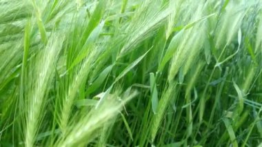 Genç yeşil buğday tarlası manzarası, kırsal alanda arpa...