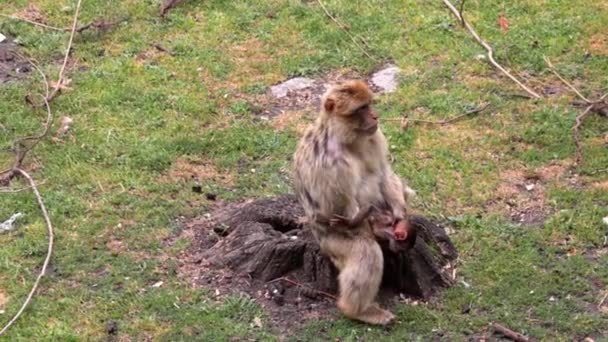 Yavru Bir Maymun Kütüğe Oturur Yakından Bakar — Stok video