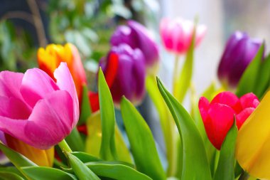 Güzel kokulu lalelerden oluşan bir buket.