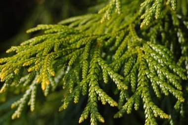 Parkta genç ve güzel bir ardıç dalı