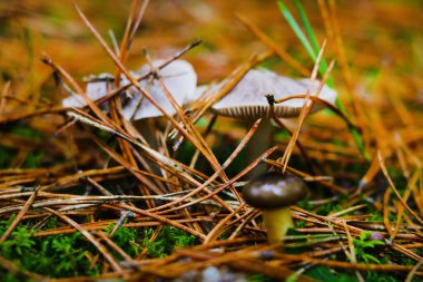 Arka plan bulanık. Yerdeki sarı çam iğnelerinin görüntüsü