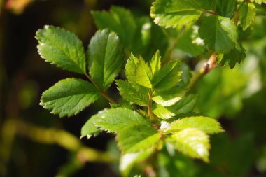 Bahçedeki güzel yeşil ağaç dalının manzarası.