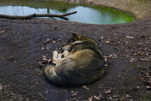 Sluit Slapende Wolf Het Bos Het Water — Stockfoto