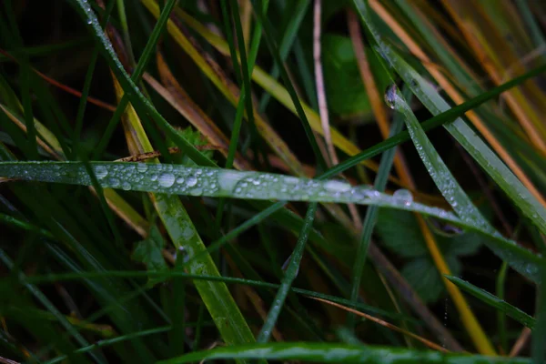 集中力を失い 背景がぼやけている 雨の後の秋の草 — ストック写真