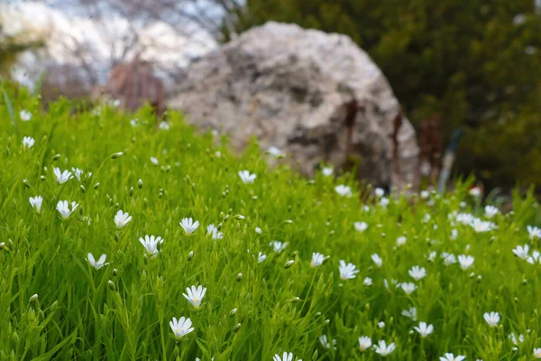 Schöne Aussicht Auf Die Wiese Mit Mehrjährigen Weißen Blumen Sommer — Stockfoto