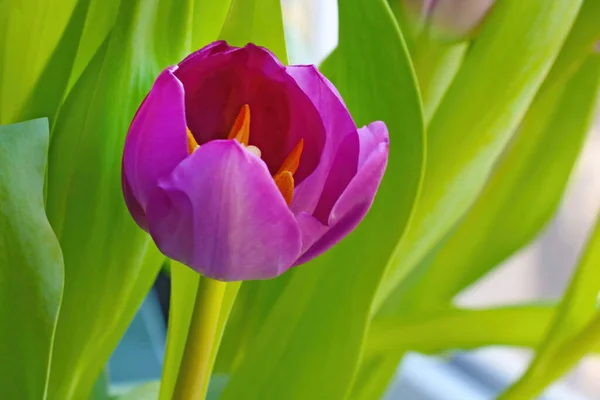 Gros Plan Sur Bourgeon Tulipe Florale Dans Parc — Photo