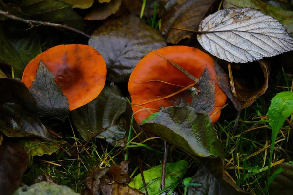 Красивые Яркие Грибы Листве Осенью Лесу — стоковое фото