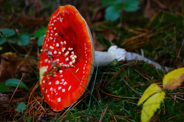 Fuera Foco Fondo Borroso Una Vista Una Mosca Bosque — Foto de Stock