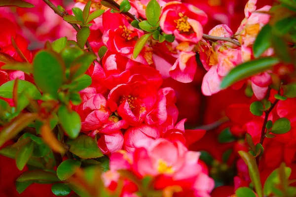 Belle Rose Rosse Fioriscono Nel Giardino Nel Parco Sfondo — Foto Stock