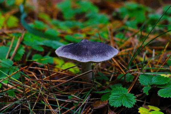 Una Vista Del Hongo Bosque Otoño Comer Comida — Foto de Stock