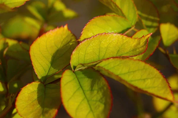 View Beautiful Green Bush Leaves Summer Background — Stock Photo, Image