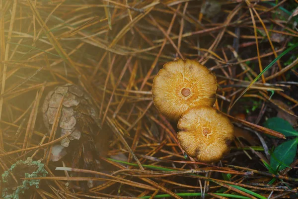Una Vista Dall Alto Dei Giovani Funghi Nel Bosco Autunno — Foto Stock