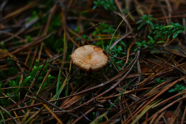 Fungo Nella Foresta Una Radura Aghi Pino Giallo — Foto Stock