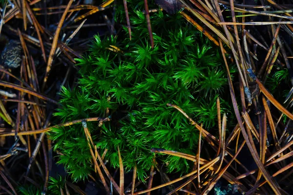 Vue Haut Sur Jeune Mousse Verte Dans Forêt — Photo