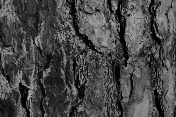 Siyah Beyaz Arka Plan Odak Dışı Ağaç Kabuğunun Dokusu Arka — Stok fotoğraf
