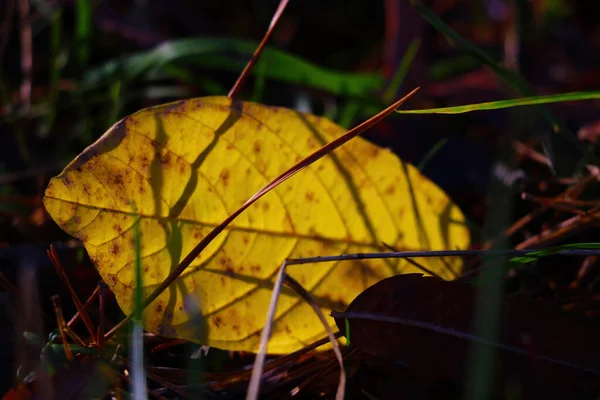 Flon Flou Flou Une Feuille Jaune Solitaire Sur Sol — Photo