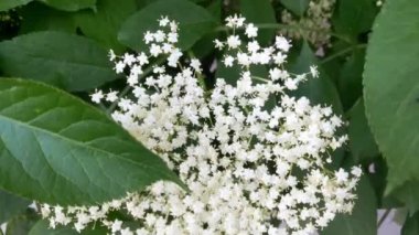 Yazın parktaki beyaz çalı.