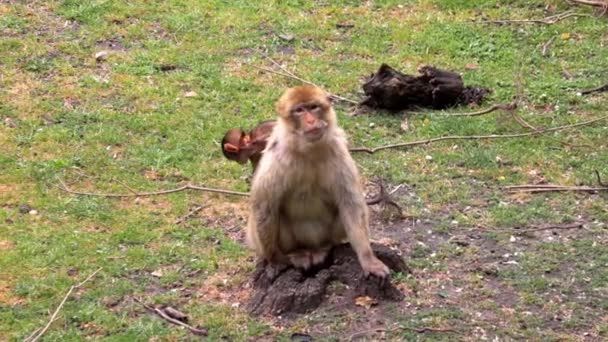 Close Macaco Com Filhote Grama — Vídeo de Stock