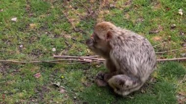 Parktaki çimlerin üzerinde komik bir maymun oturuyor.